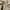 Polo Shirt Burberry Of London Authentic photo 3