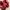 PUMA SPEEDCAT RED WHITE  photo 4