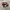 PUMA SPEEDCAT MAROON  photo 1