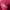 Cami Top Ribbon Coquette Pink