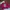 Crewneck giordano pink photo 2