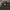 Jacket m65 semi parka tiny green photo 4