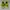 Nike Roshe run volt photo 3