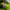 Nike Roshe run volt photo 5
