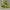 Nike Roshe run volt photo 1