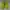 Nike Roshe run volt photo 2