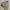 Crewneck Pancoat Pop Dog photo 6