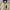 Polham Bomber photo 2