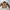 Carhartt (Detroit) EJ001 BRN photo 6