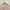 Cardigan Uniqlo UV Soft Pink Baby Pink Oneck Basic