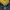 Jaket Sport Windbreaker Stan Loper Basic House Mustard photo 6