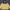 Jaket Sport Windbreaker Stan Loper Basic House Mustard photo 1