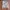 BURBERRY leather evening jacket blazer kulit domba jas kulit photo 9