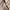 Vintage Minimalist Pria gold black photo 5