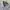 Y2K Casual T-shirt Pria gray photo 4