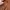 Bomber Jacket Terracotta Machope photo 9