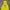 Pancoat Casual Hoody Pria Yellow