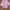 Blouse Pink photo 1