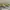 SUPREME SHOX RIDE 2 SP OLIVE  photo 1