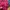 Jaket Pierre Cardin Wanita Warna Pink Fashion Casual Origina photo 7