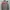 Parka M65 Sheec Head photo 2