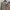 Parka M65 Sheec Head photo 4