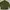 Jaket Sport Running Adidas Climalite Hijau Camo photo 2