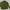 Jaket Sport Running Adidas Climalite Hijau Camo photo 1