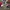 TOPI ROPEHAT by Buddy Killens stock yard  photo 7