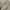 Timberland cargo belt trekking shortpant photo 9