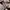 Ben Davis Streetwear Casual Sweater Pria tan cream photo 7