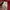 Ben Sherman Casual Polo shirt Pria burgundy photo 4