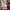 Ben Sherman Casual Polo shirt Pria burgundy photo 5