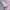 kemeja pink fitted body pastel short sleeve  photo 4