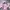 kemeja pink fitted body pastel short sleeve  photo 1