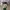 Y2K Fairy Pria green cream photo 7