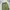 Maison Cargo Fatigue Carpenter Pants