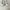 Fioni Sapphire Ivory Marfil photo 2