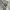 Polo Shirt Moncler Monica Corla Authentic photo 4