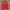 A380. ROMPI BOLAK BALIK MERAH DAN KUNING SIZE XL PRELOVED photo 1