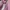Atasan Kutung Vest Pink Serut Pink Size XL Premi Baru