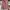 Atasan Kutung Vest Pink Serut Pink Size XL Premi Baru