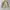 H&M Streetwear Vintage Windbreaker Pria cream photo 1
