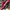 BALENCIAGA X PUMA SPEEDCAT SUEDE RED WHITE , BALENCIAGA X PU photo 6