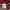 Bape A bathing ape Shark Camo red Tee Original photo 8