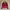 Red leather jacket photo 1