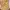 Indie Futurist Wanita gold tan photo 4