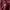 Russell Athletic Vintage Streetwear Hoody Pria burgundy photo 4