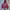 Hoodie Burgundy Nice Ghost Club  photo 1