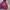 Hoodie Burgundy Nice Ghost Club  photo 2